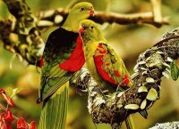 Pericos