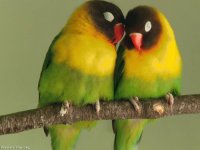 Aves