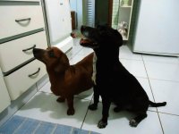 cães