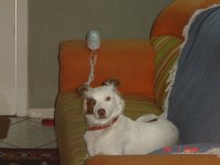 Cães