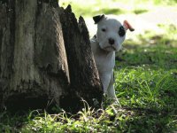 Cães