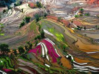 campi di riso in cina
