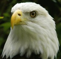 Aguila
