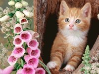 Gatito