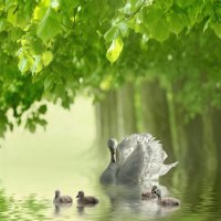 swan