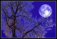 Blue Moon