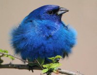 bird