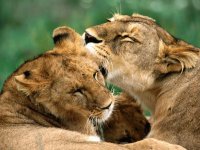 Leones