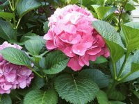 Pink Hydranga