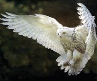 Ave