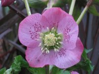 lenton rose