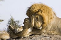 Leones