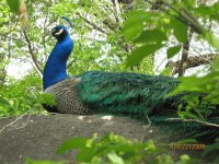 Pavo real