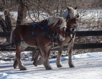 horses