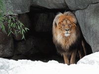 lion