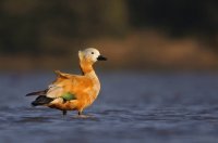 duck