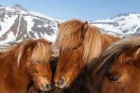 icelandic horses