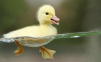 duckling