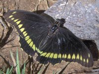 Mariposa