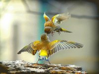 Aves