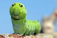 Oruga