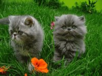 Gatitos