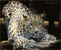 Leopardo