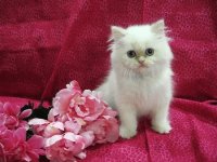 Gatito