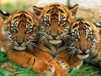 3 tiger pups