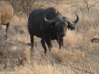 Bufalo