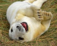 Foca