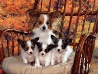 Perritos