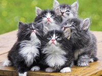 Gatitos
