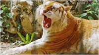 Tigre