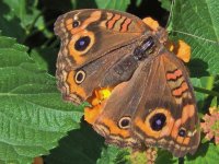 Mariposa