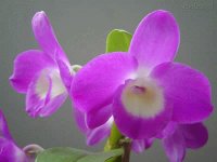 Orquideas