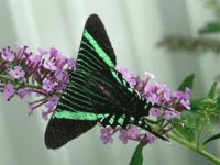 Mariposa