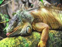 Iguana
