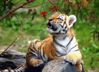Tigre