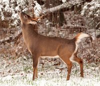 deer