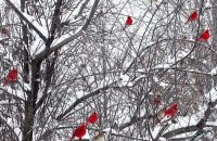 birds