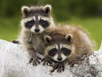 racoons