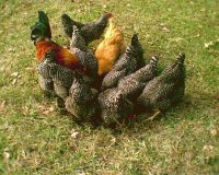 chickens