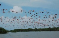 FLAMENCOS