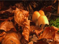 Otoño - Hojas, setas