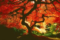 Arbol en otoño
