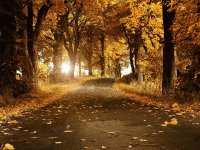 Camino en otoño
