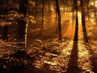 Bosque en otoño