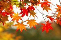 Hojas en otoño