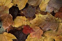 Hojas en otoño